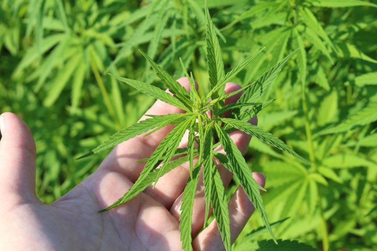 Dlaczego niektóre nasiona marihuany mogą zakwitnąć od razu?