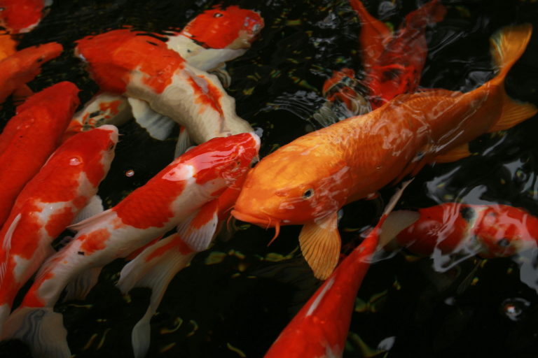 Klasyfikacja karpi koi: Poznaj Wielką Trójkę (Gosanke) i najpiękniejsze odmiany do Twojego stawu